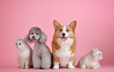 5 причин регулярно водити на грумінг свого улюбленця